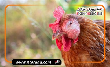 تشخیص و پیشگیری از تورم چشم در مرغ‌های یک ماهه